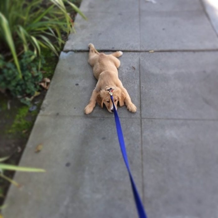 perro no quiere caminar