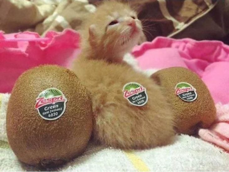 gato pequeño enmedio de dos kiwis