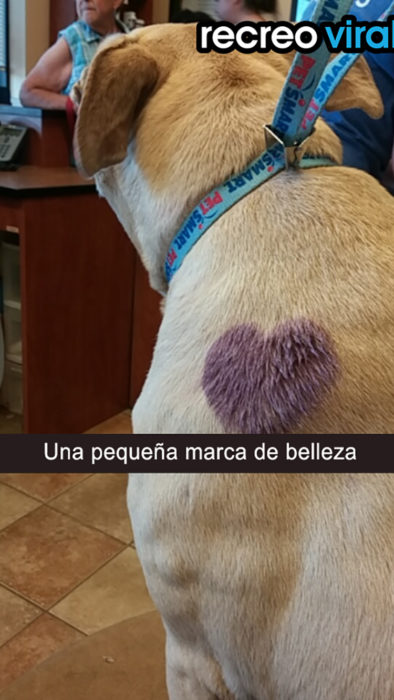 perrita con marca de corazón