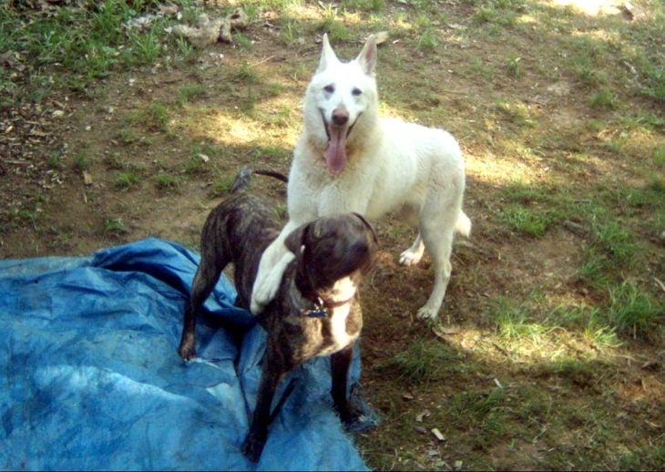 pit bull y perro blanco