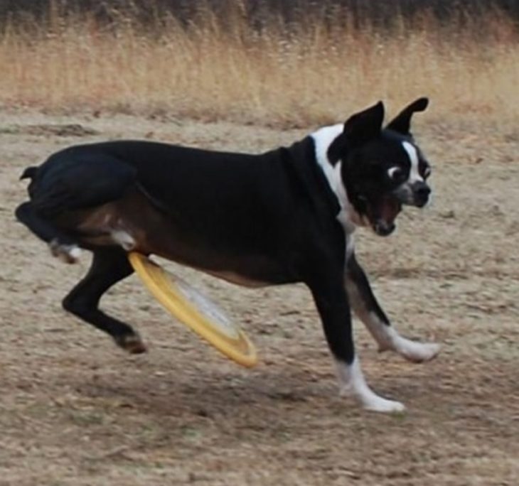 perro asustado