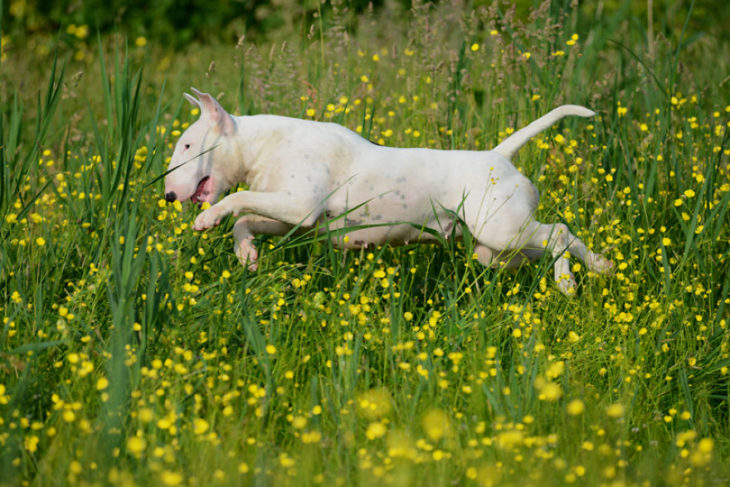 perra blanca corriendo en campo de flores