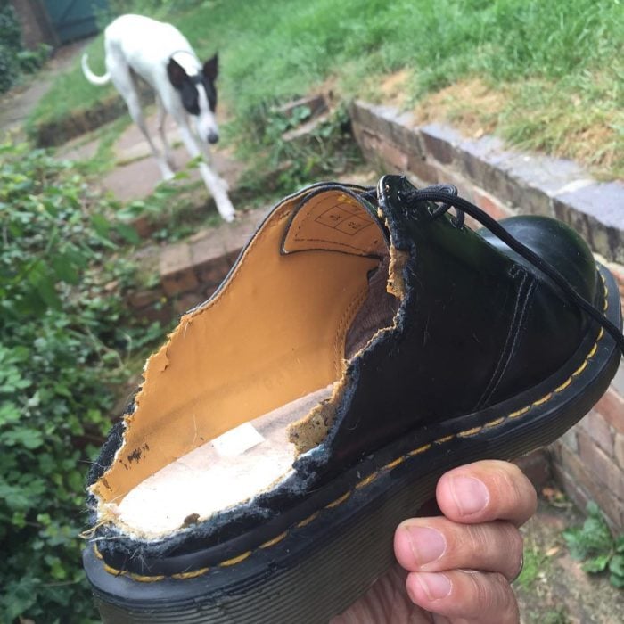 un zapato que se lo comio un perro