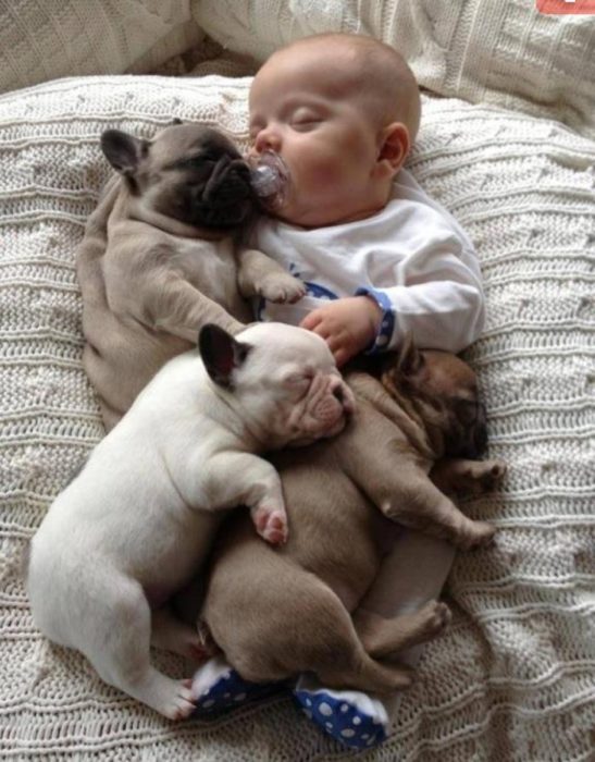 3 cachorros de pug durmiendo con un bebé