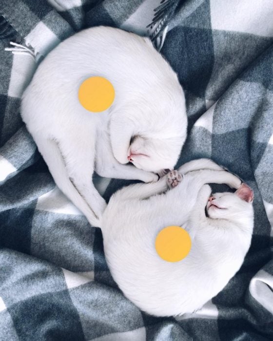 gatas blancas con pelotas amarillas