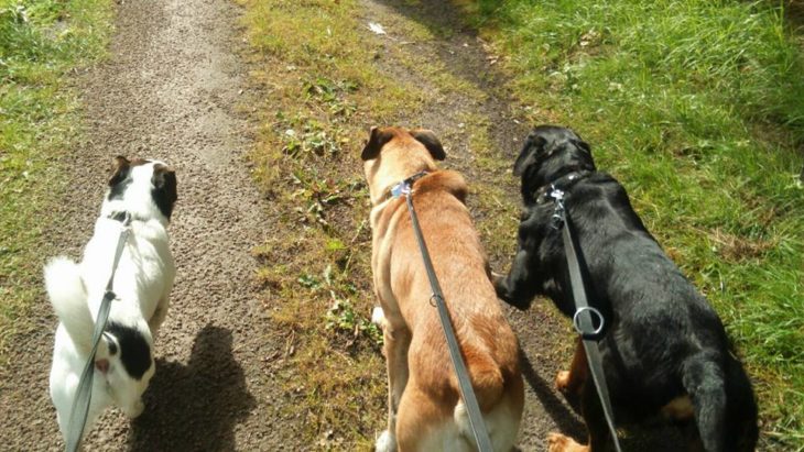 tres perritos paseando