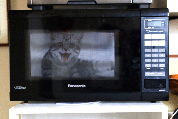 gato dentro de un microondas