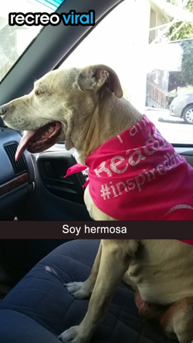 perrita con paliacate rosa