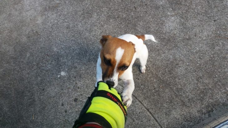 Cartero jugando con un perro