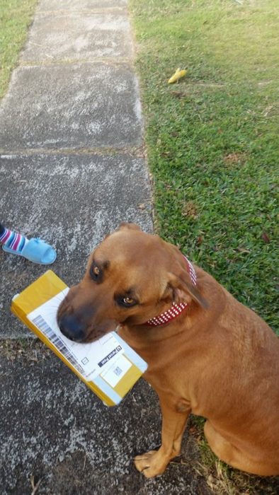 Perro volteando a la cámara mientras sostiene su correo