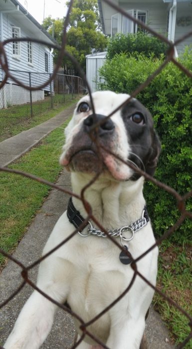 Perro buldog frances viendo a alguien a través de la reja