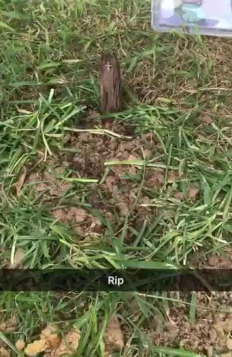 Snapchat enterró al pajarito que mató y le puso RIP