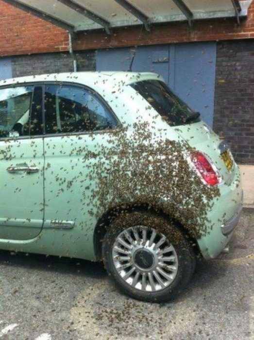 Carro lleno de abejas