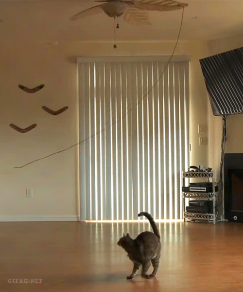 Gif de gato dando vueltas siguiendo el ventilador del techo