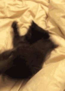 Gif de gato desesperado por levantarse