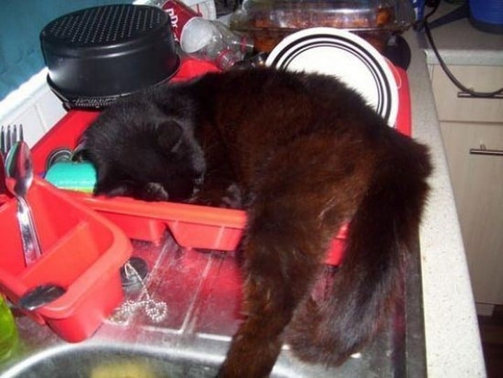 Gato dormido en los platos limpios