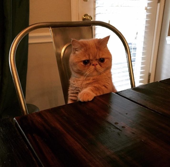 Gato con mirada seria sentado en una silla y con una pata sobre la mesa