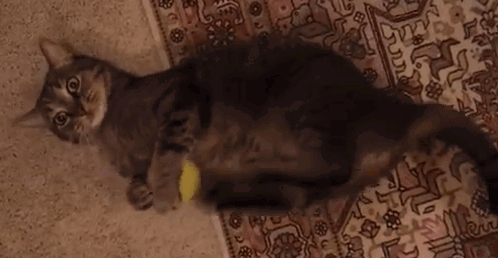 Gato acostado mientras mueve solo sus patas traseras