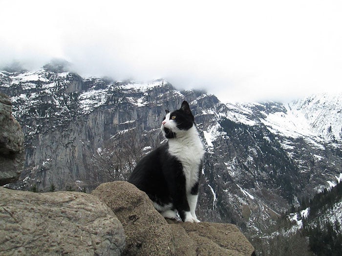 Gato posando para la foto con una vista hermosa de las montañas de suiza