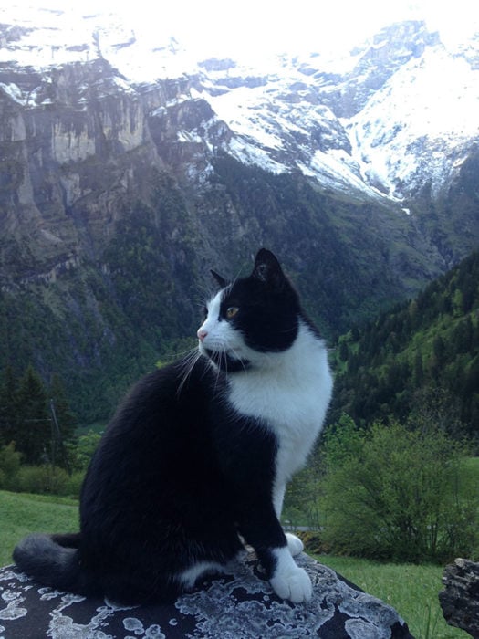 Gato negro con manchas blancas en las montañas de suiza