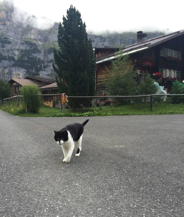 Gato blanco con negro en suiza