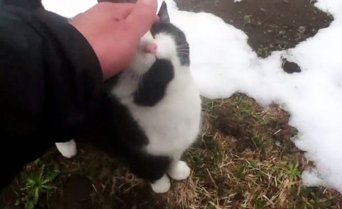 Turista acariciando a gato en la nieve