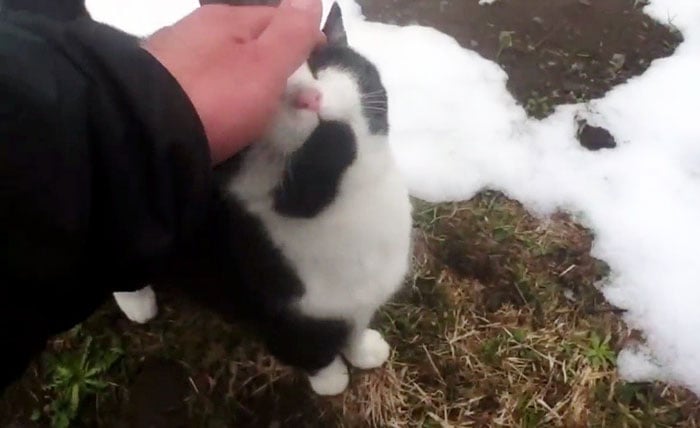 Resultado de imagen para Un gato salvÃ³ a un hombre perdido en Suiza!