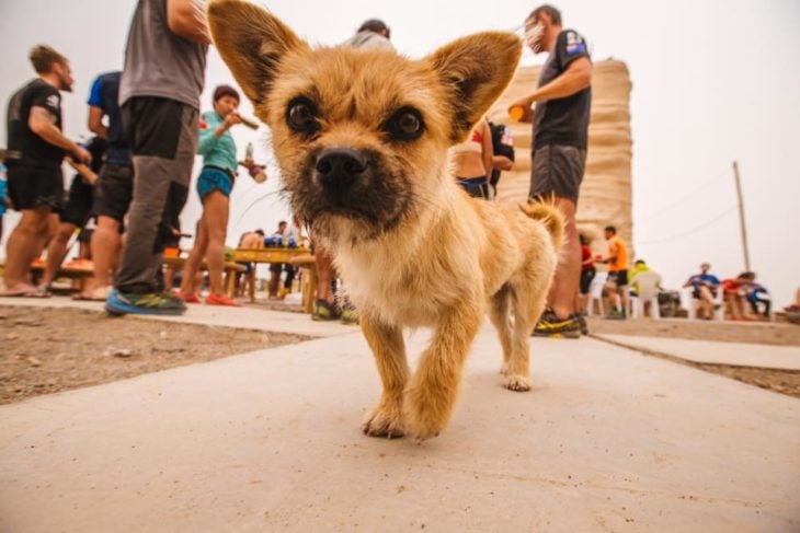 Foto cachorrita en el maratón