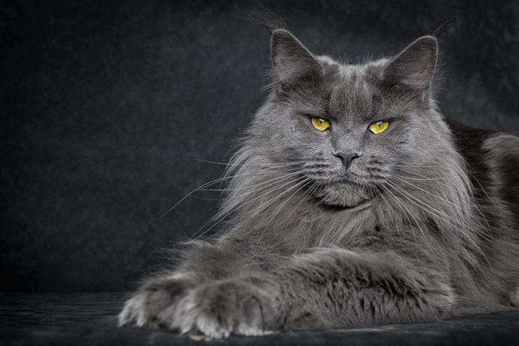 maine coon gris con ojos amarillos