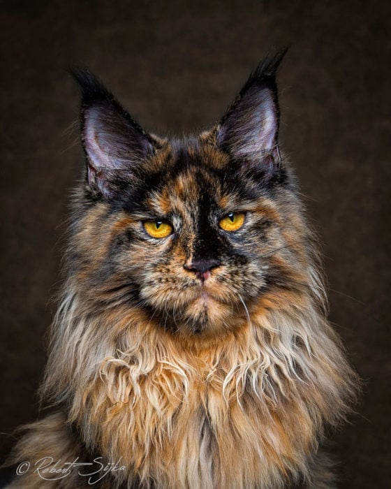 GATA MAINE COON