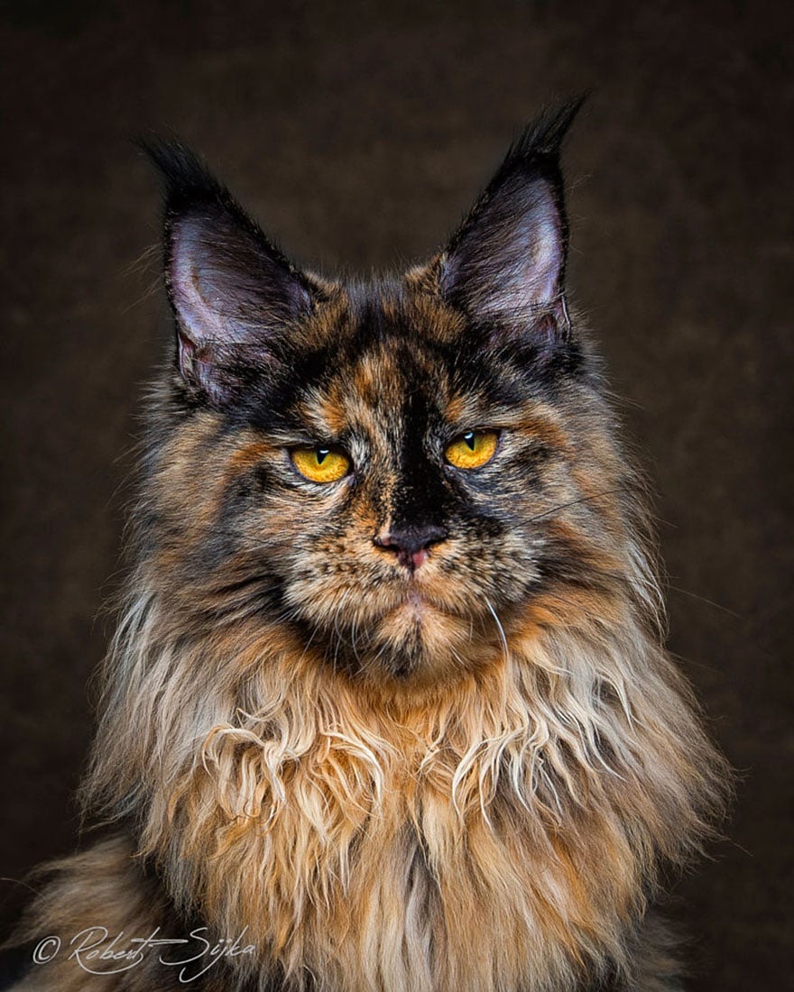 Los Maine Coon, los gatos más majestuosos que verás este día