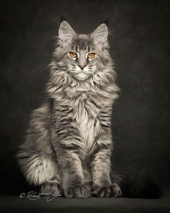 MAINE COON PEQUEÑOS