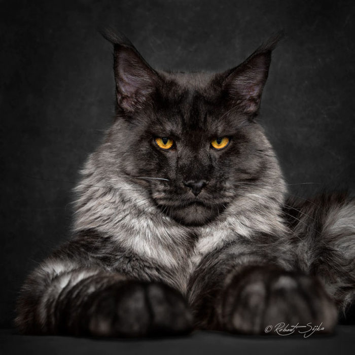 MAINE COON