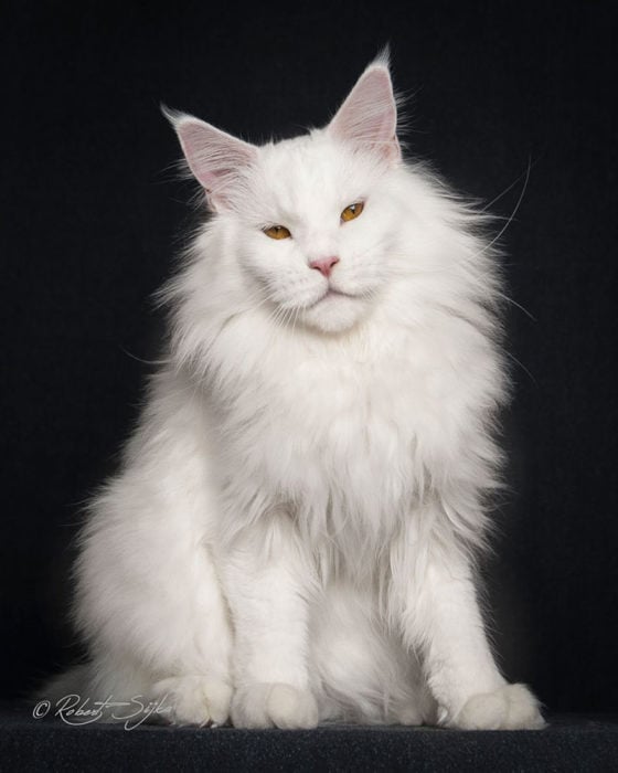 GATO MAINE COON BLANCO