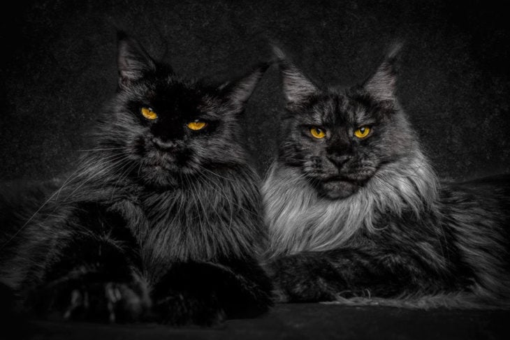 GATOS GEMELOS MAINE COON