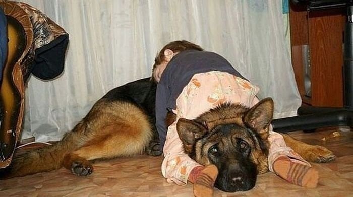 Niña dormida sobre perro pastor aleman