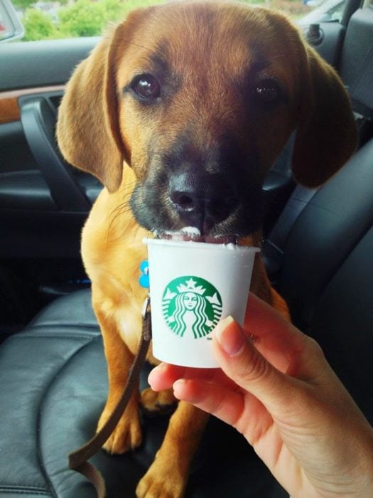 Perrito en el asiento del carro tomándose un puppuccino