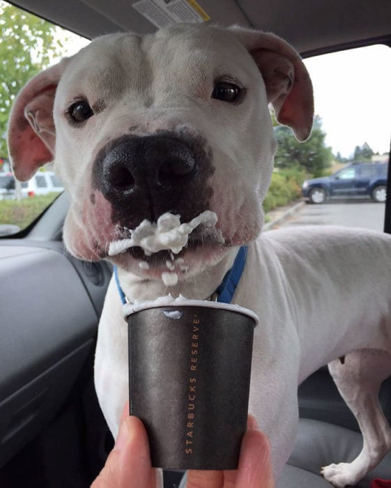Perrito Pitbull con el hocico lleno de crema por tomar su puppuccino