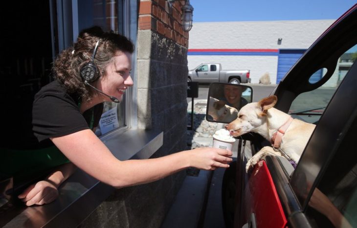 Starbucks entrega su puppuccino a un perro en un carro