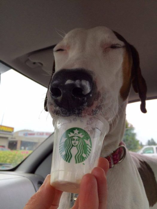 Perro muy feliz tomando un puppuccino