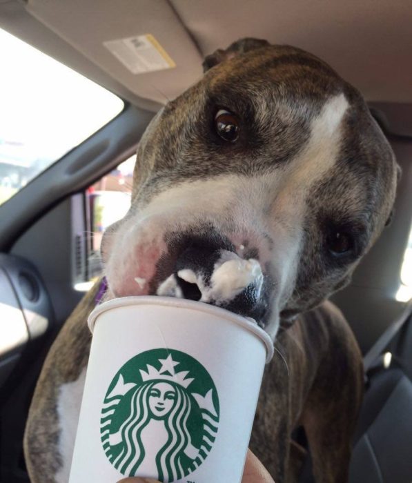 Perro de refugio tomando un puppuccino de starbucks