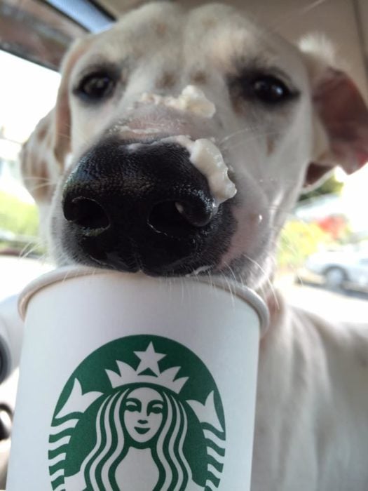 Perro todo lleno de crema por tomarse su puppuccino