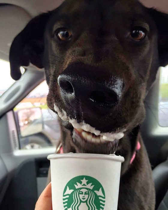 Perro grande cafe disfrutando un puppuccino
