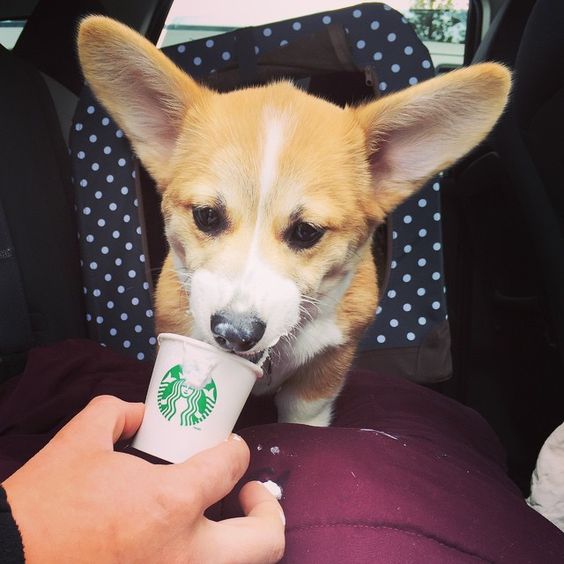 Perro corgi disfrutando un puppuccino mini