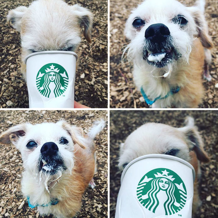 Perro chiquito disfrutando un puppuccino de starbucks