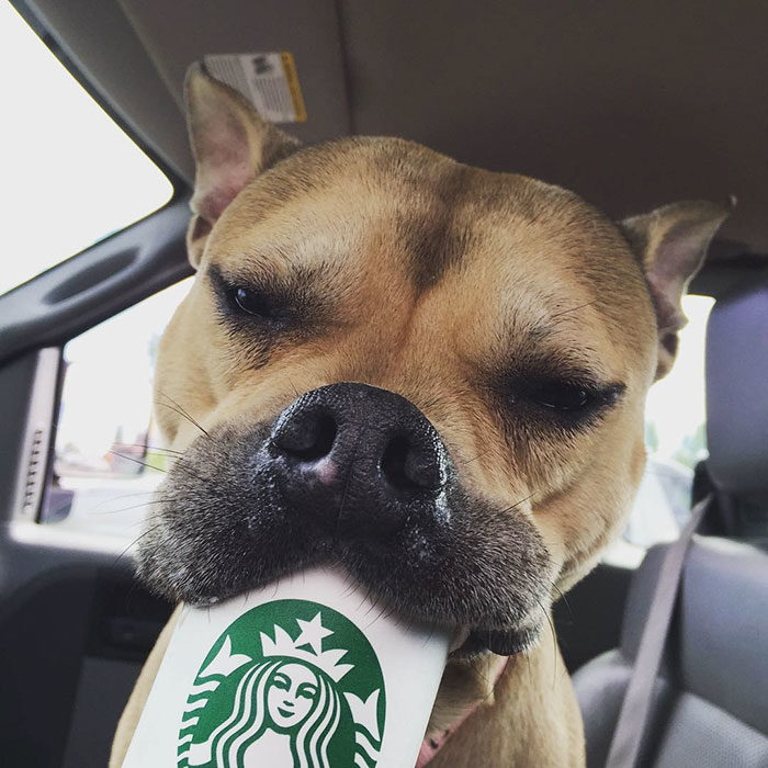 Perro tomando un puppuccino de Starbucks