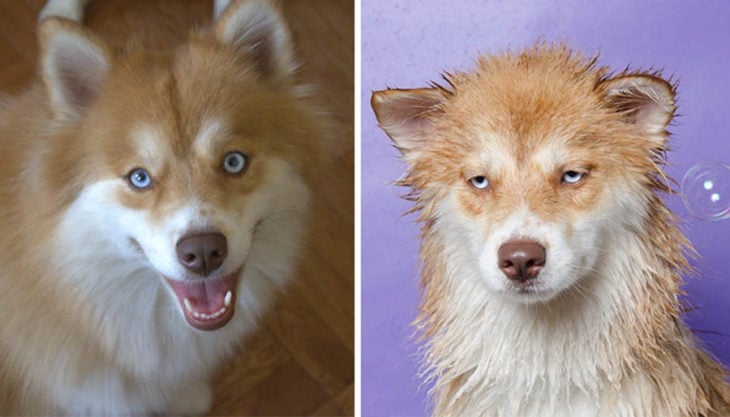 Perrito sonriendo antes del baño y con cara de nefasto durante su baño