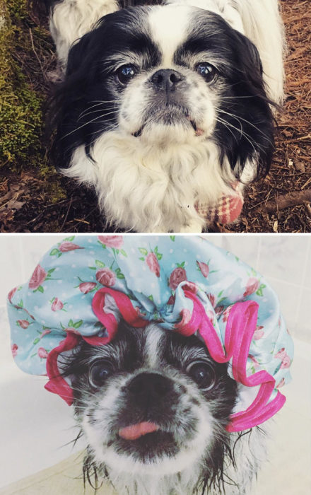 Perrito antes del baño, durante su baño con un gorrito