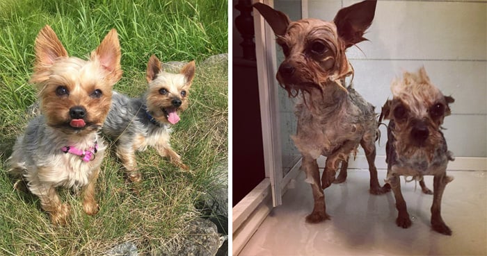 Dos perritos felices antes del baño y dos perritos asustados todos mojados