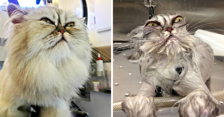 Gato enojado antes del baño, gato más enjoado mientras lo bañan